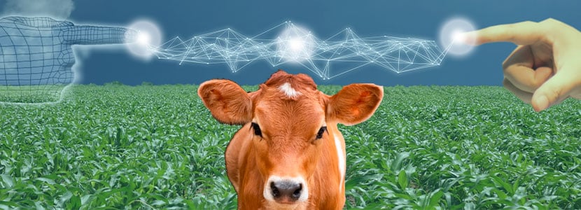 ShareBeef y el "Internet de las Cosas" para el vacuno