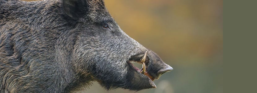 MammalNet: haz ciencia observando la fauna y recopilando datos