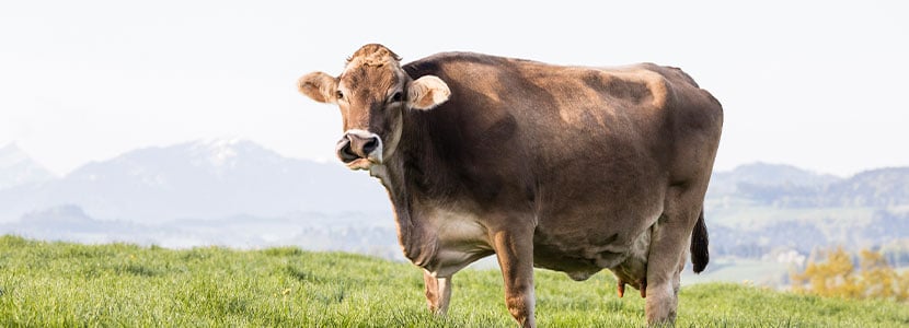 Kaga, la primera vaca clonada del mundo murió en Octubre
