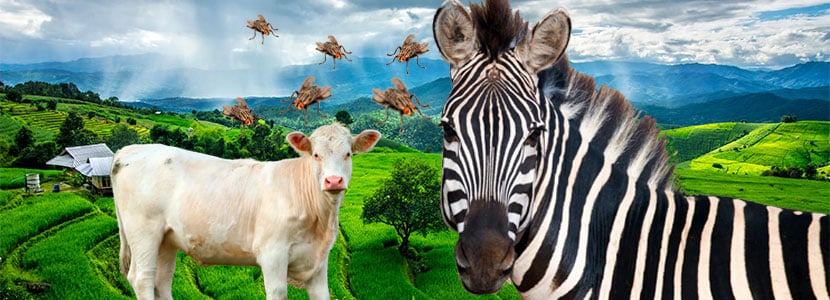 Vacas cebra para evitar la picadura de los insectos