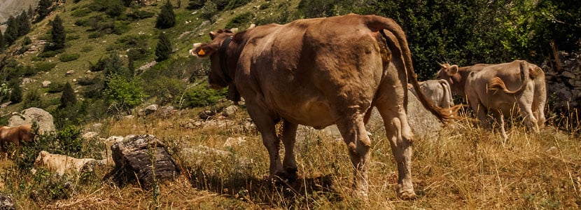 Autorizado el uso del logotipo “100% Raza Autóctona” a la vaca Pirenaica