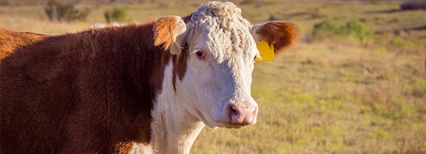 Transmisión de BVD entre rebaños de ganado vacuno en extensivo