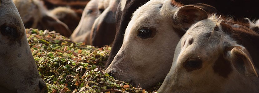 Ovariectomía (castración) de terneras y vacas: método RILÚ