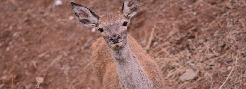 Origen evolutivo del ciervo ibérico (Cervus elaphus hispanicus)