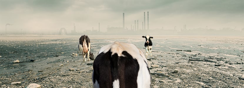 Influencia de la raza en los niveles de contaminación del ganado bovino