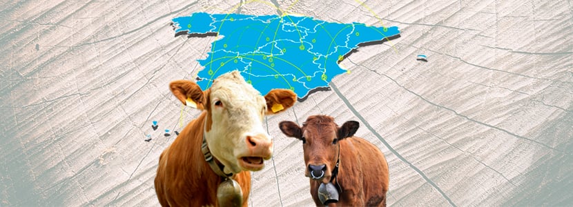 Producción de vacuno de carne en España: análisis del sector