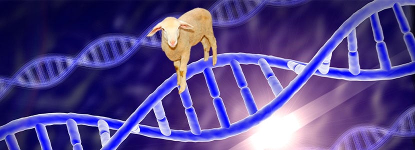 Calidad de la carne en ganado ovino y genes implicados