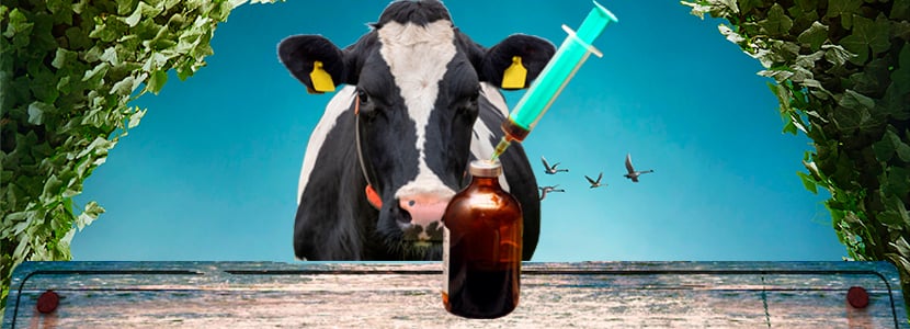Nuevos macrólidos contra la Perineumonía Contagiosa Bovina