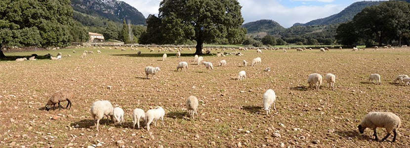 Recuperación de la oveja de pura raza mallorquina