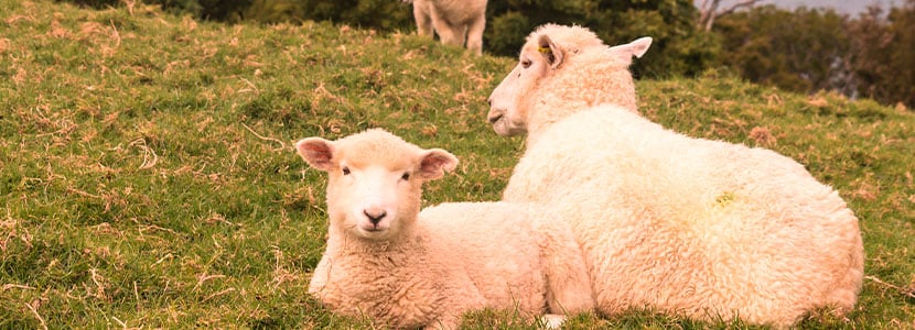 La ubre del ganado ovino: morfología y producción de carne