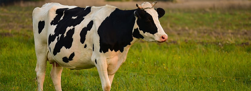 Cojeras en el ganado bovino lechero: panadizo o flemón interdigital