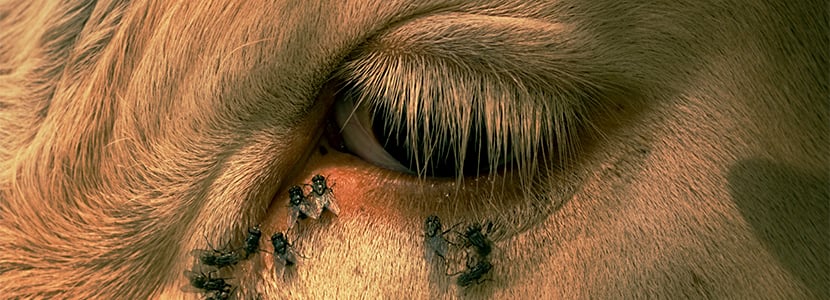 Queratoconjuntivitis infecciosa en el ganado vacuno