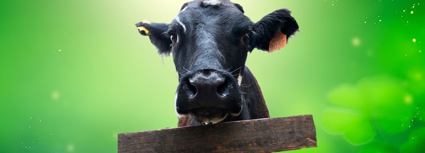 Nueva vacuna contra la tuberculosis bovina: BCG-minus
