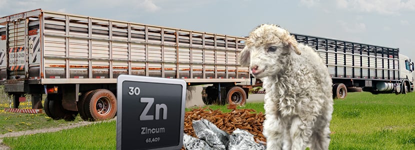 Cromo y Zinc para reducir el estrés del transporte en corderos