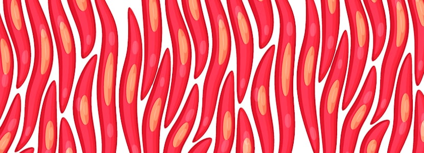 Tejido muscular: Anatomía y Fisiología en el ganado
