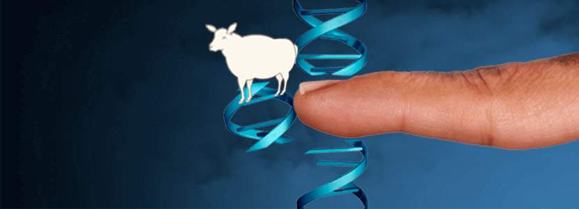 Nueva variante génica de la raza ovina Rasa Aragonesa
