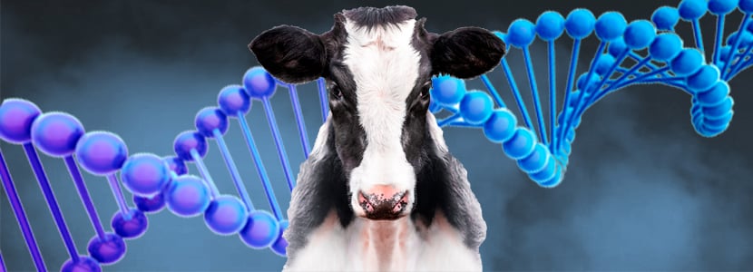 Beneficios del genotipado en el ganado vacuno lechero