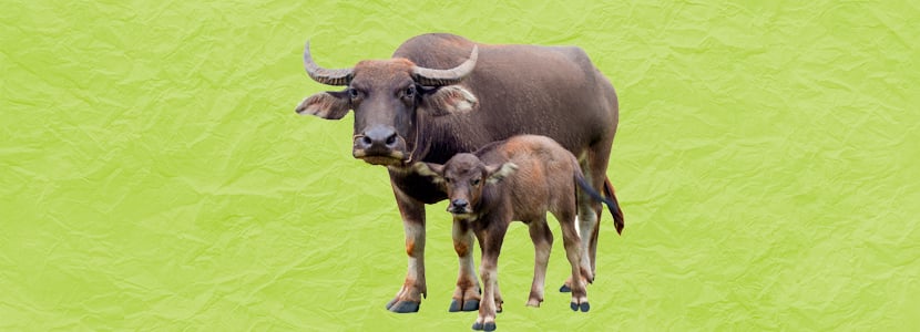 Leche de búfala: producción, composición y valores nutricionales II