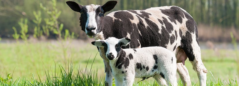 La mastitis en el ganado ovino, un acercamiento a la patología