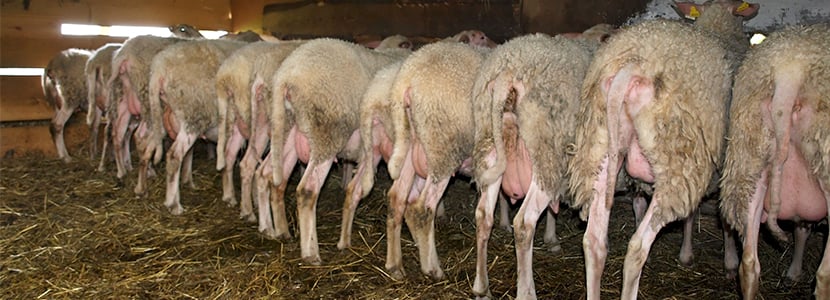 Almacenamiento de carne de vacuno, ovino y caprino en España