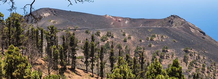La oveja palmera, raza autóctona en peligro de extinción