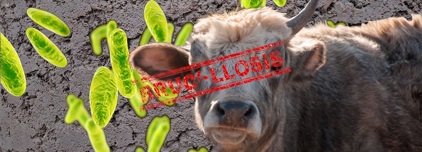 Brucelosis bovina, Programa Nacional de Erradicación para 2020