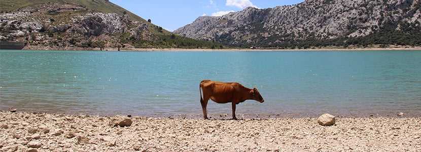 Situación de la ganadería bovina y ovina en Mallorca