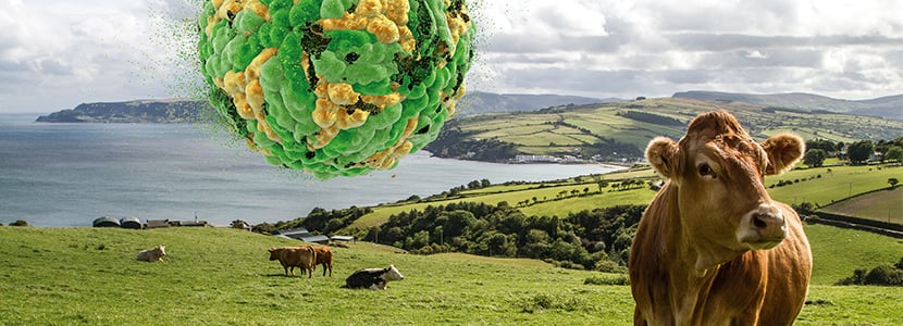 BVD: Control a nivel de granja & Plan de Erradicación en Irlanda