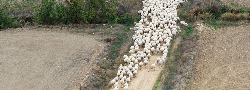 Razas ovinas autóctonas de fomento: la oveja Churra