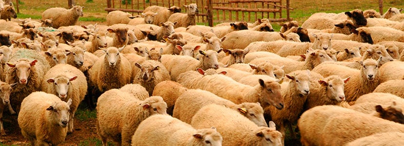 Situación de la agalaxia contagiosa en Castilla y León