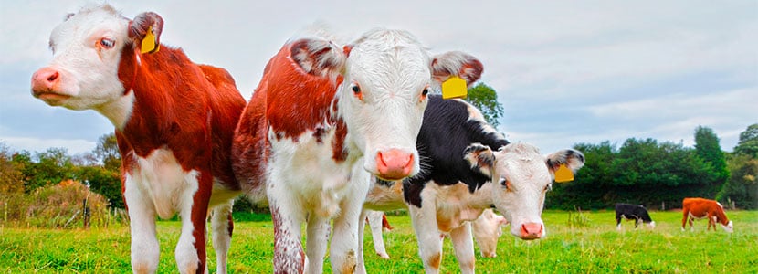 Coccidiosis en terneras de producción lechera