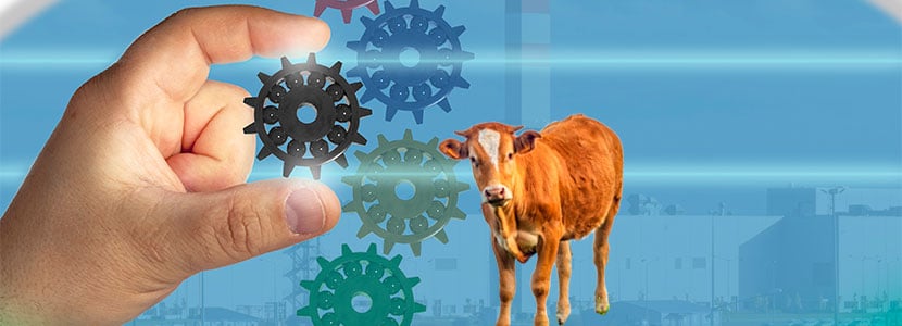 Optibovis, optimizar la producción de vacas nodrizas