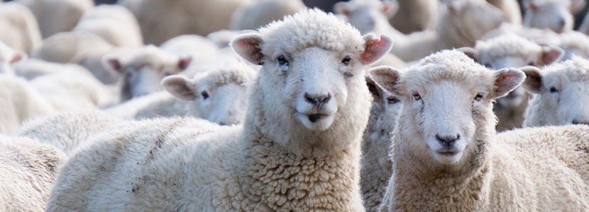 Exportaciones de ganado ovino vivo hacia Alemania