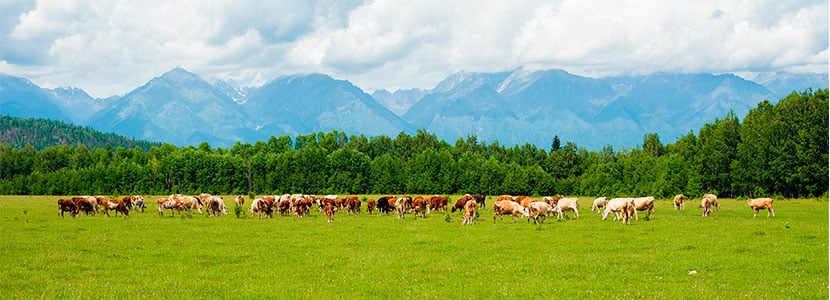 Proyecto Super-G para la sostenibilidad de los pastizales europeos