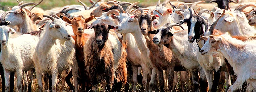 Situación de la tuberculosis caprina en Extremadura