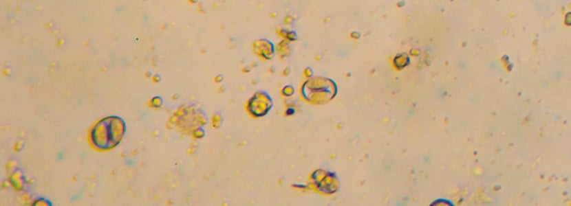 ¿Qué sabemos sobre la coccidiosis en el ganado?