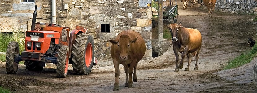 Reapertura de los mercados de ganado en Galicia bajo condiciones