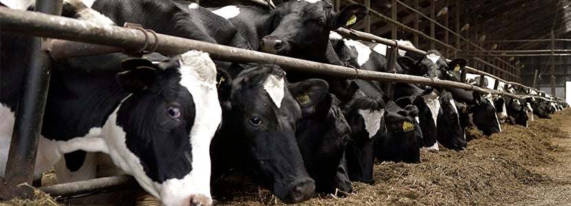 Ayudas para productores de leche de vaca, cabra y oveja en Canarias
