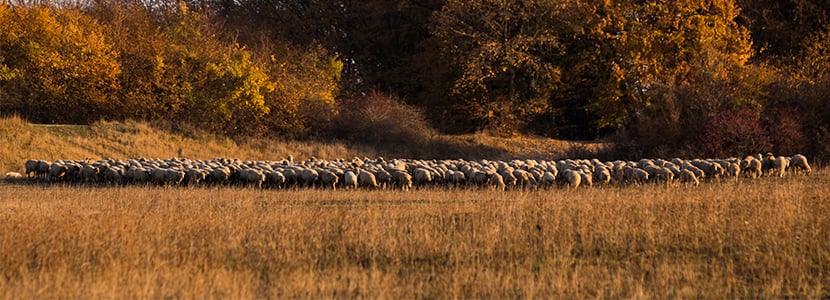 Proyecto Shepherd Bridge: impulso al pastoreo en Europa