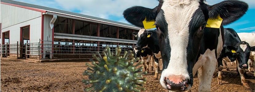 Leche de vaca hiperinmunne contra el coronavirus bovino para tratar el COVID19