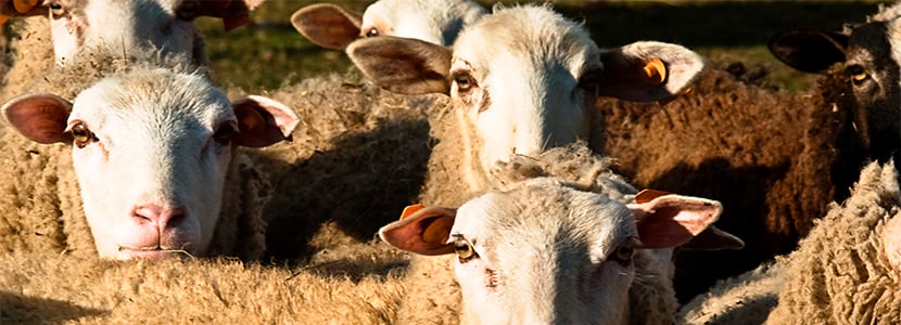 Ayudas por la pandemia en Galicia