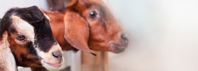 Huella de carbono en granjas de caprino lechero en condiciones de manejo intensivas