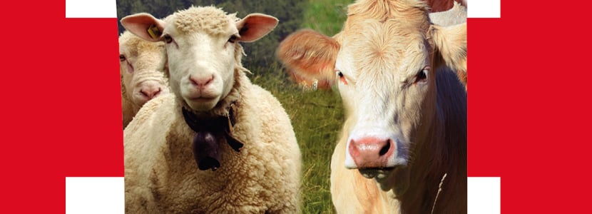 Renomec, la nueva elección de antiparasitarios inyectables para bovino y ovino
