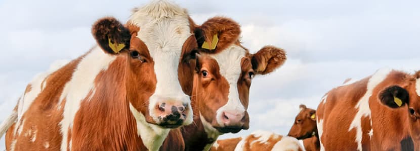 Diagnóstico de problemas reproductivos en el ganado vacuno