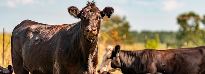 PROVACUNO recibe la Medalla de Oro en los 19º Best Awards de Alimentaria 2020