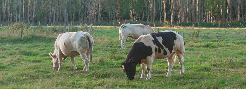 El MAPA actualiza la regulación de los productos zoosanitarios