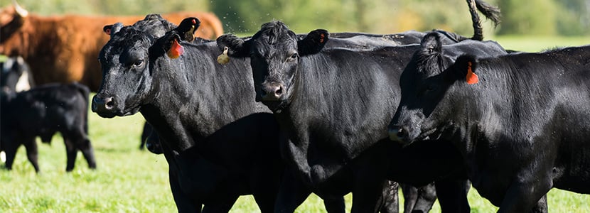 El Vacuno de Carne prosigue con su plan de promoción internacional pese a la COVID-19
