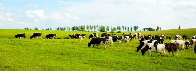 ACERTA tiene el abanico más completo de normas para certificar bienestar animal en España