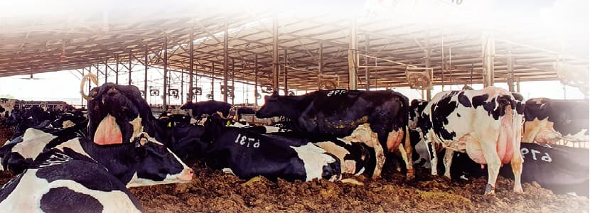 Granja Zeelim: un caso de éxito frente al estrés por calor