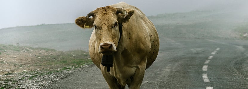 Campaña de vacunación contra lengua azul en Navarra